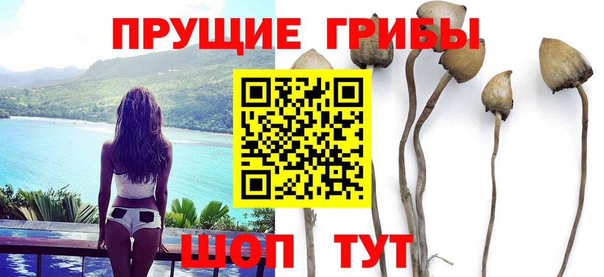 что такое   Псилоцибиновые грибы GOLDEN TEACHER  Вход с VPN  Дивногорск  Галлюциногенные грибы мухоморы 